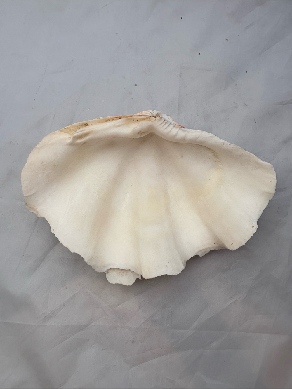 Vintage Giant Clam Shell with Deeply Grooved Flutes and Light Pink Coloring